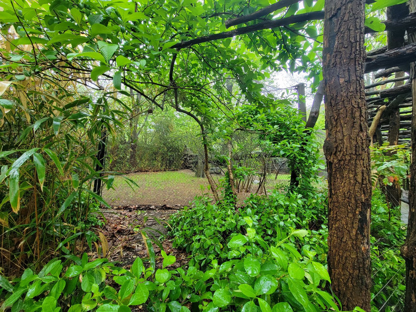 Bronx - Congo, first animal viewing spot, end of Angolan Colobus exhibit