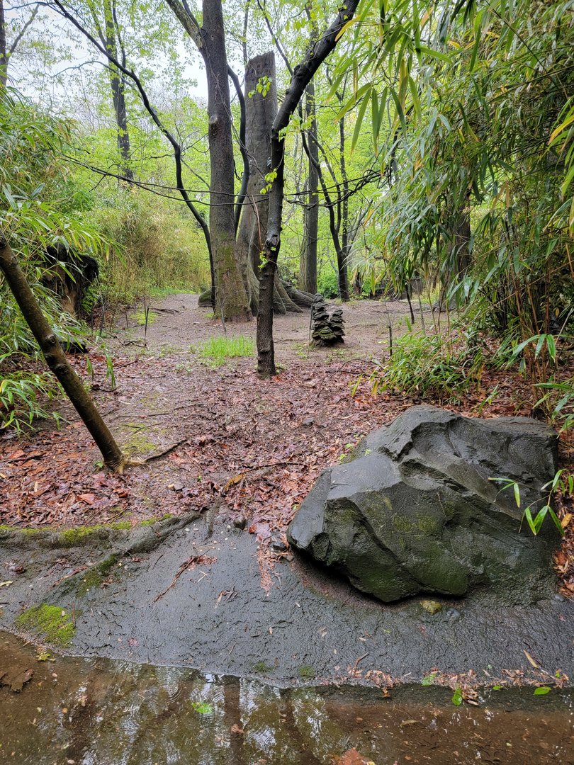 Bronx - Congo, first Okapi viewing spot