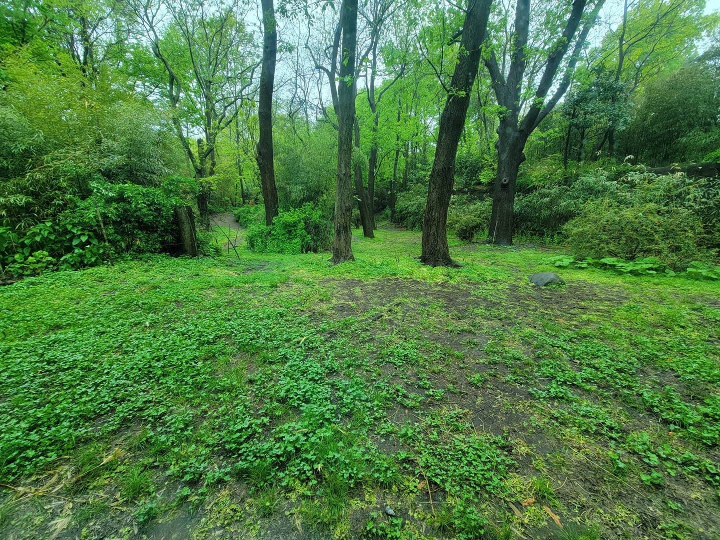 Bronx - Congo, "Forest Edge View" yard (not part of the extra fee area)