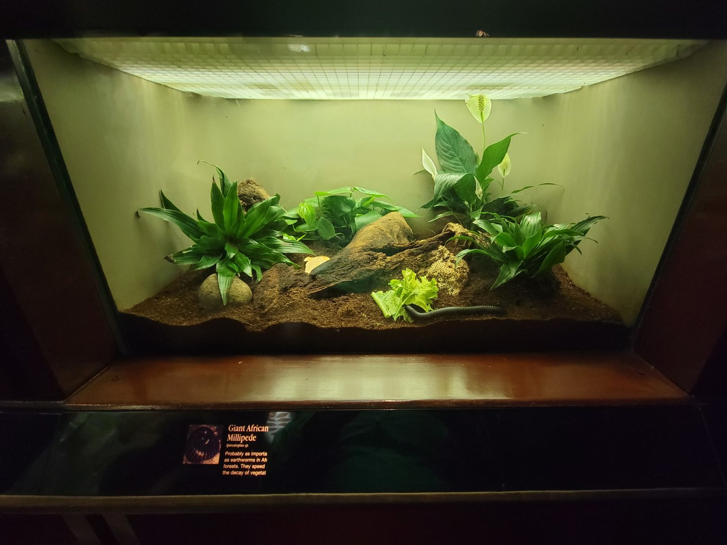 Bronx - Congo, giant African millipede