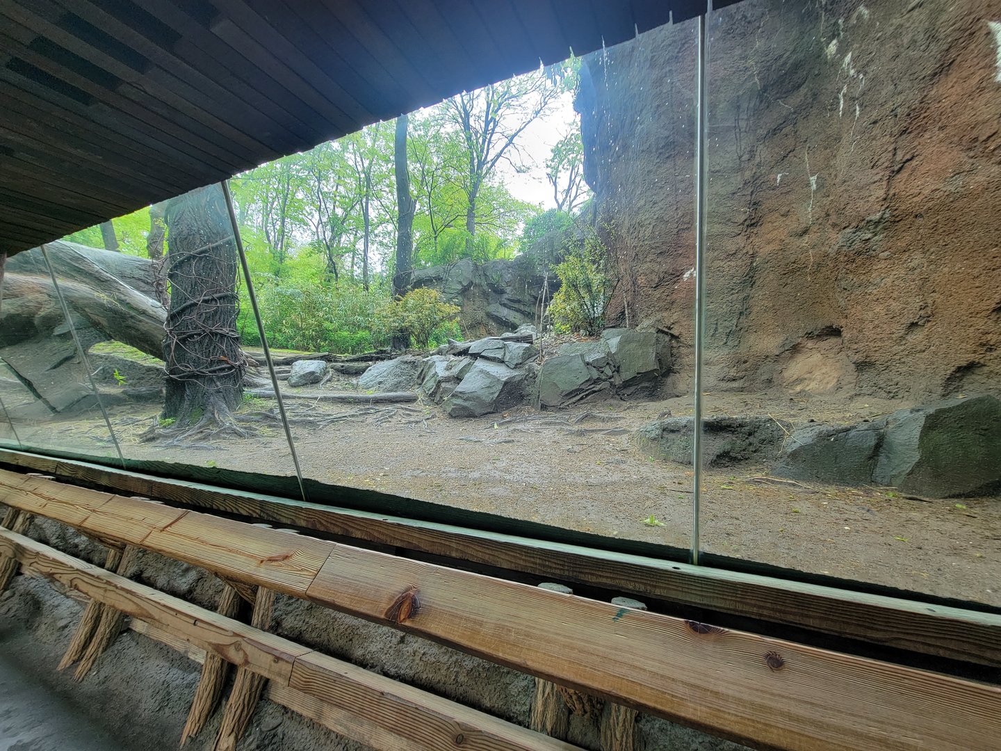 Bronx - Congo, Gorilla Encounter walkway