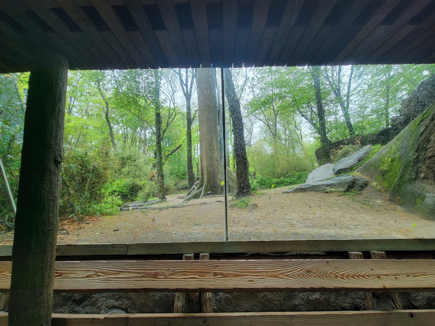 Bronx - Congo, Gorilla Encounter walkway