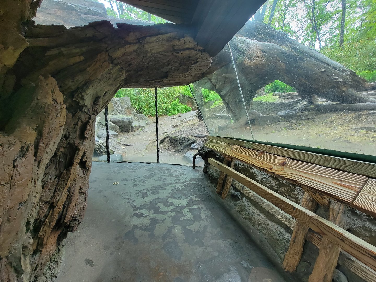 Bronx - Congo, Gorilla Encounter walkway