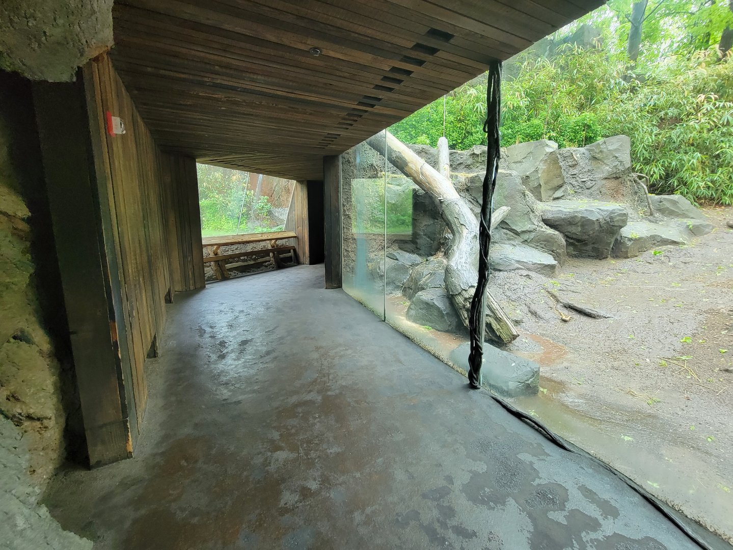 Bronx - Congo, Gorilla Encounter walkway