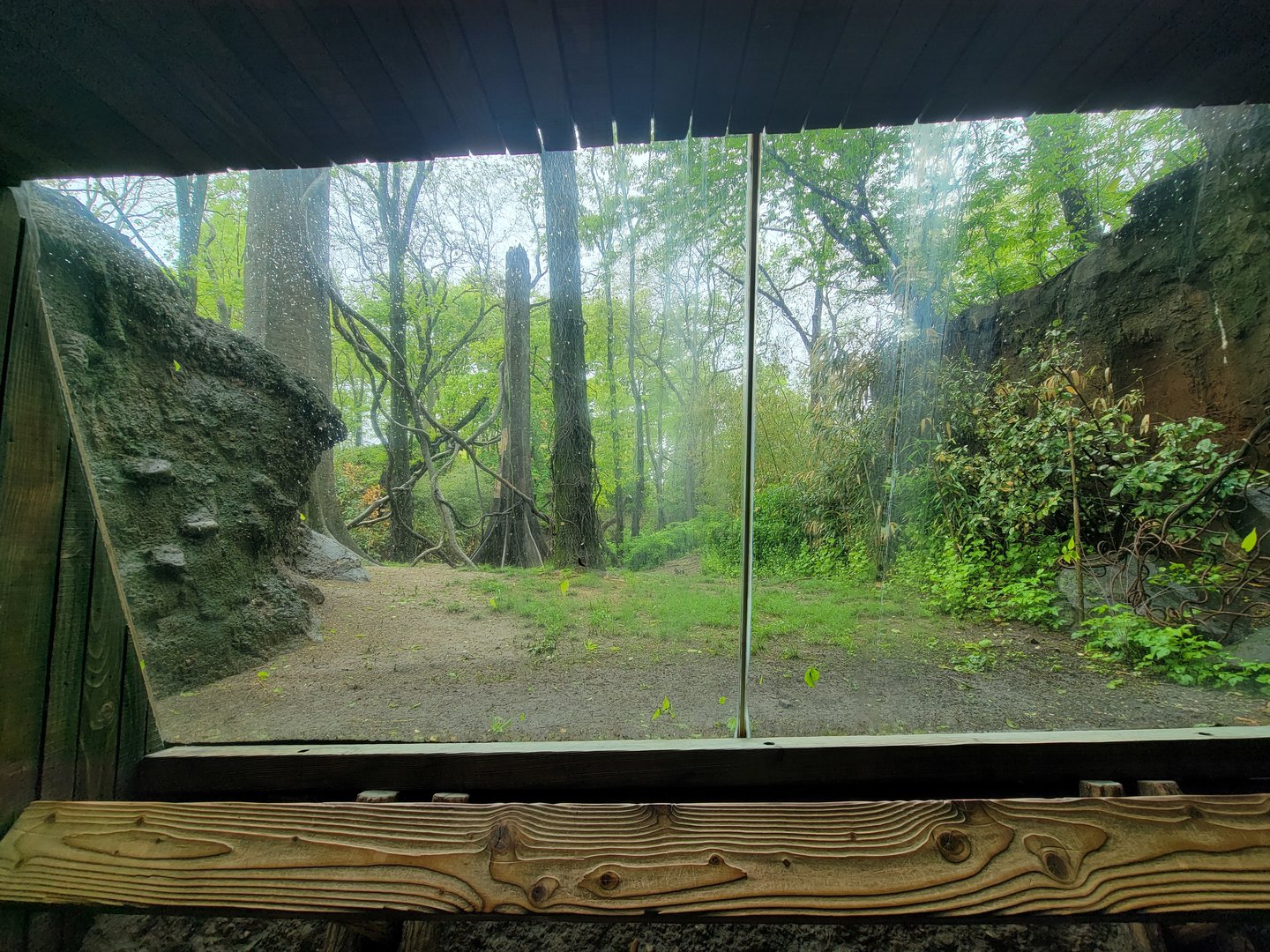 Bronx - Congo, Gorilla Encounter walkway