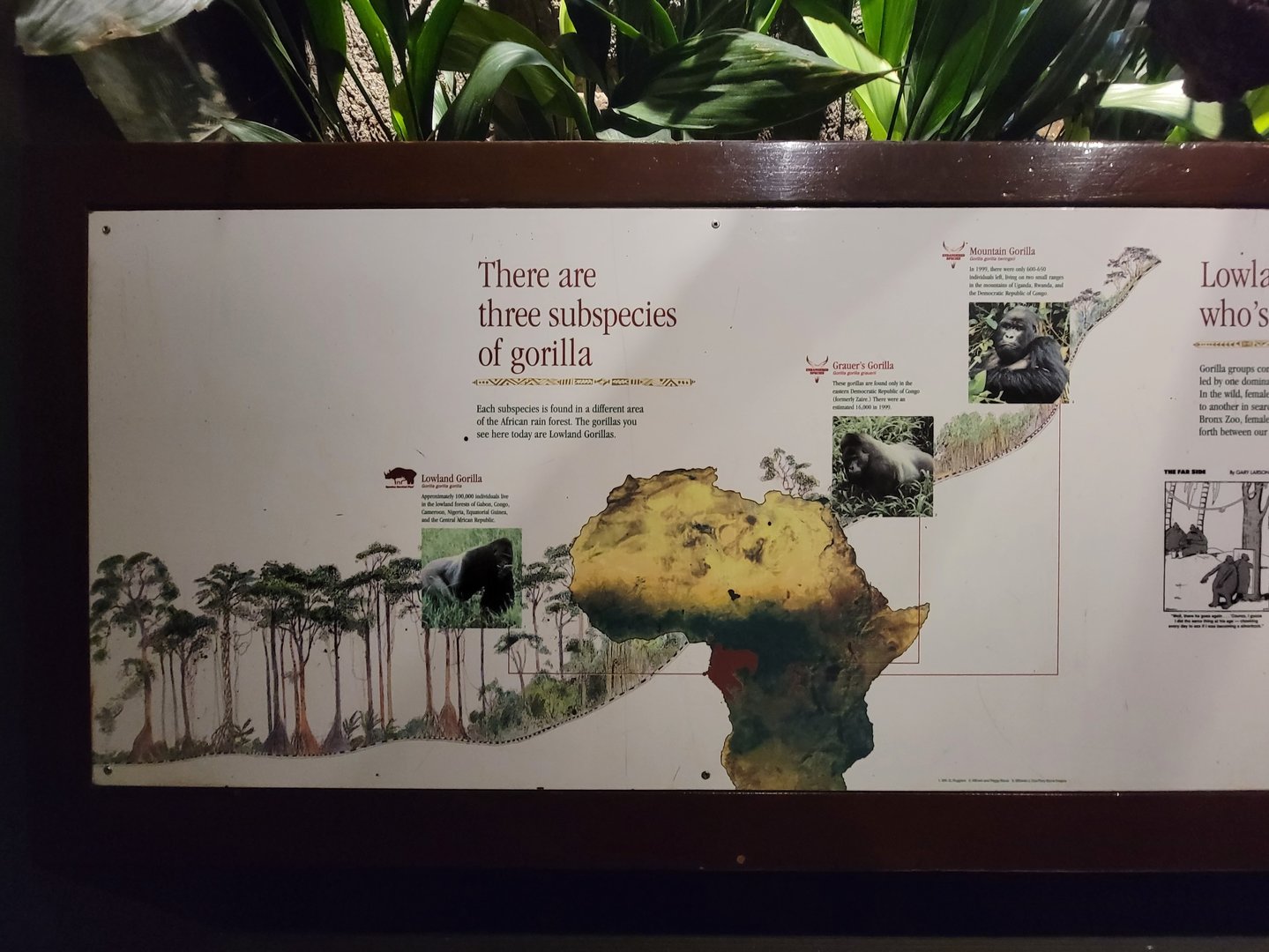 Bronx - Congo, Gorilla subspecies sign