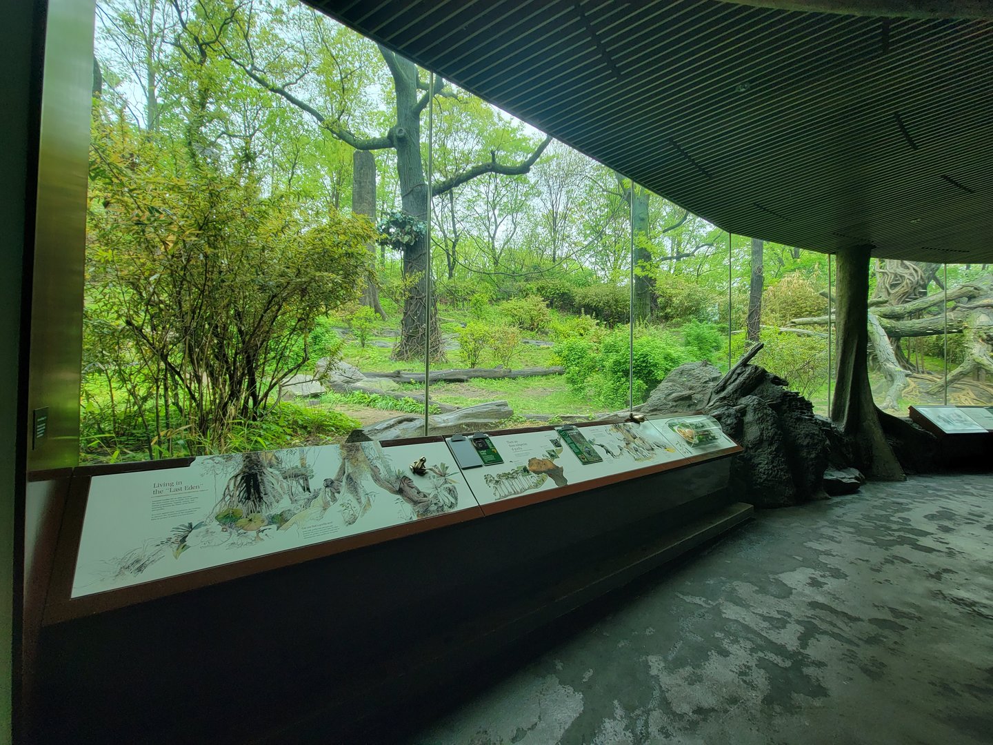 Bronx - Congo, Great Apes Gallery rotunda