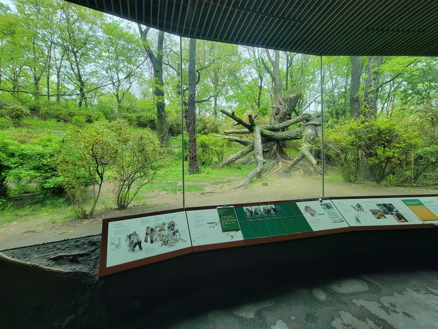 Bronx - Congo, Great Apes Gallery rotunda