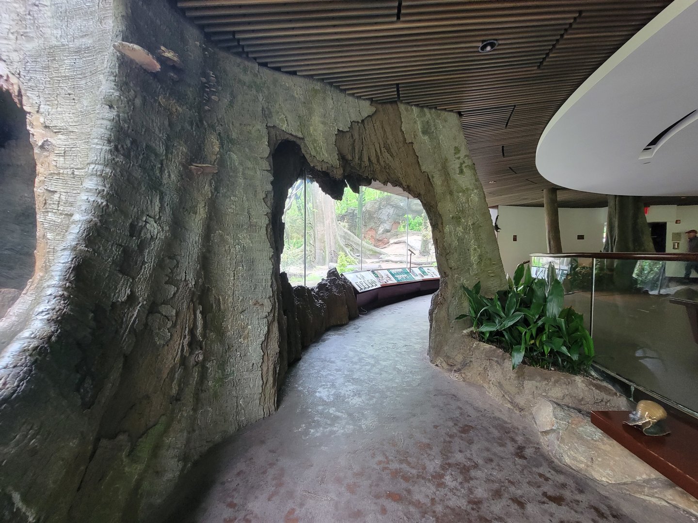 Bronx - Congo, Great Apes Gallery rotunda