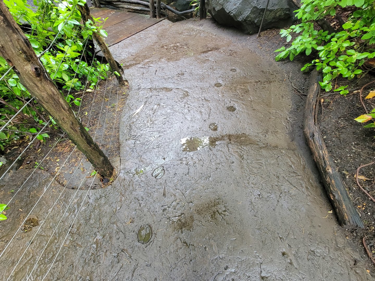 Bronx - Congo, hoofprints on pathway