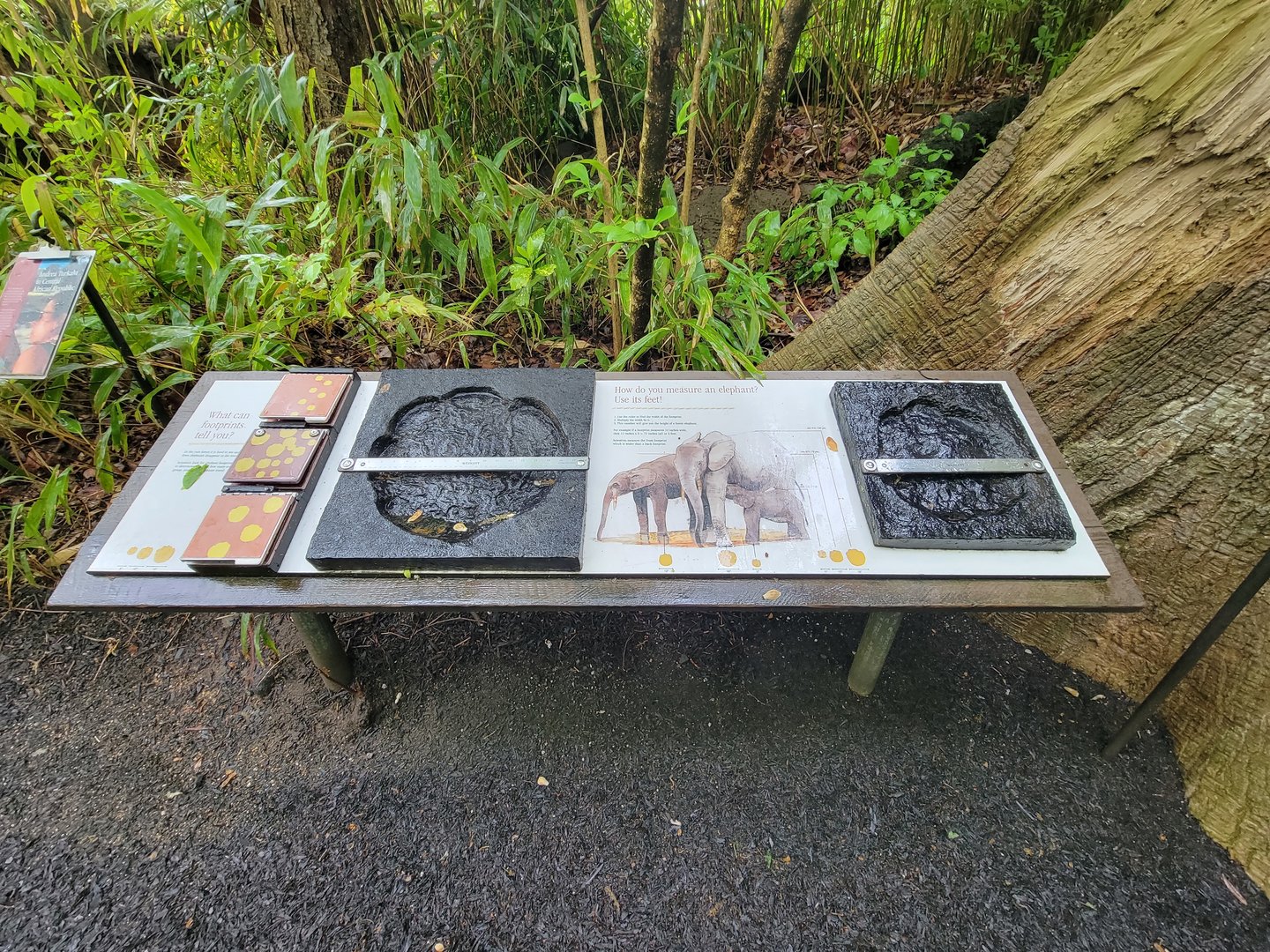 Bronx - Congo, How do you measure an elephant?