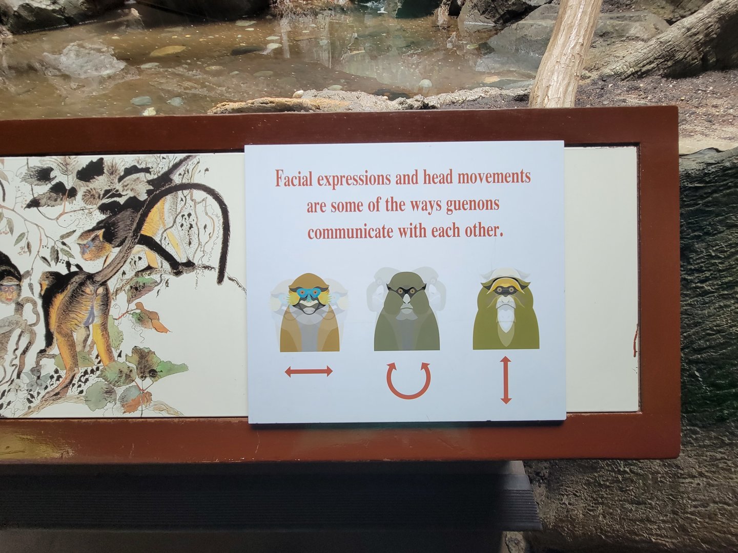 Bronx - Congo, How guenons communicate