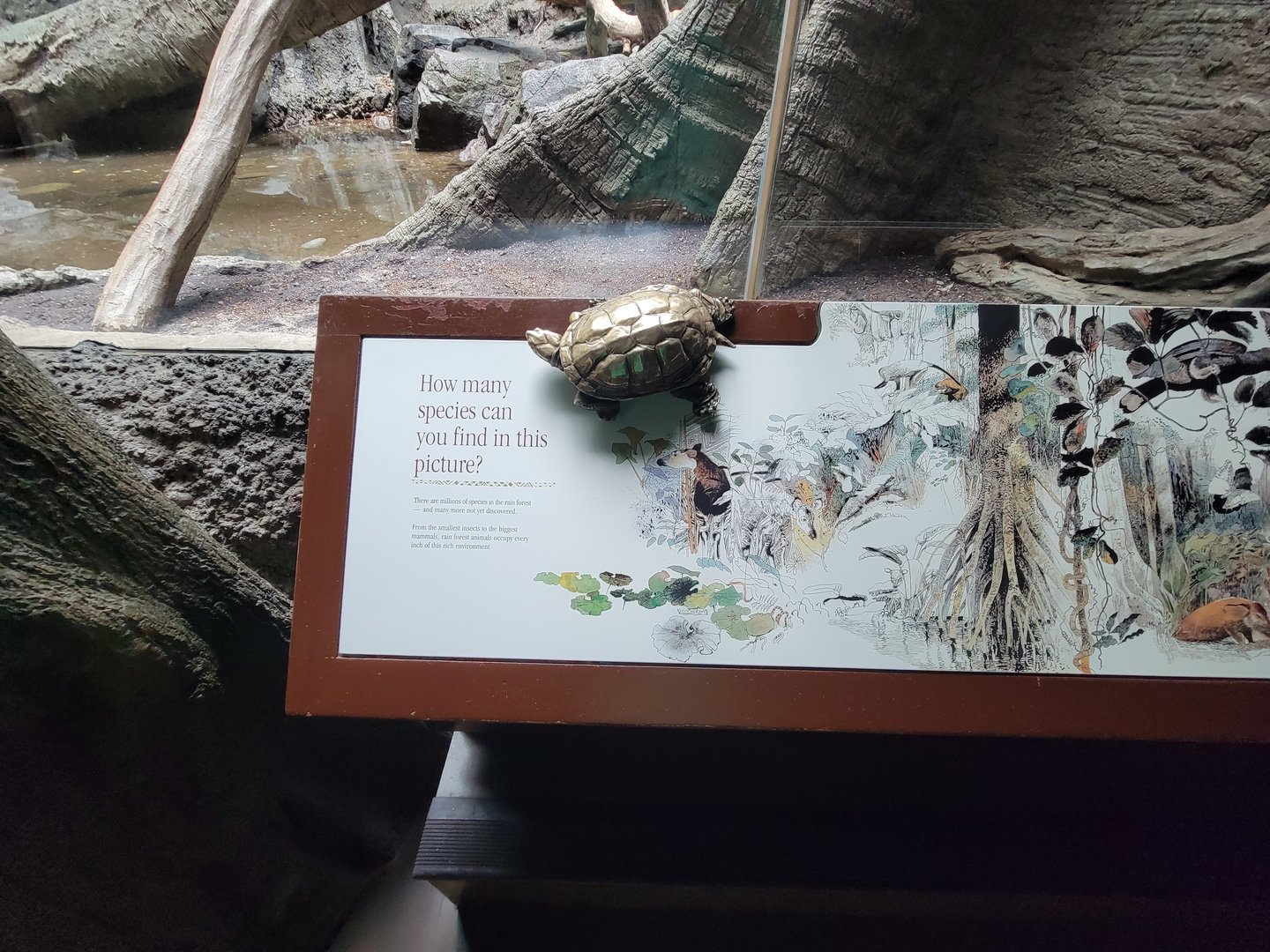 Bronx - Congo, How many species can you find in this picture?