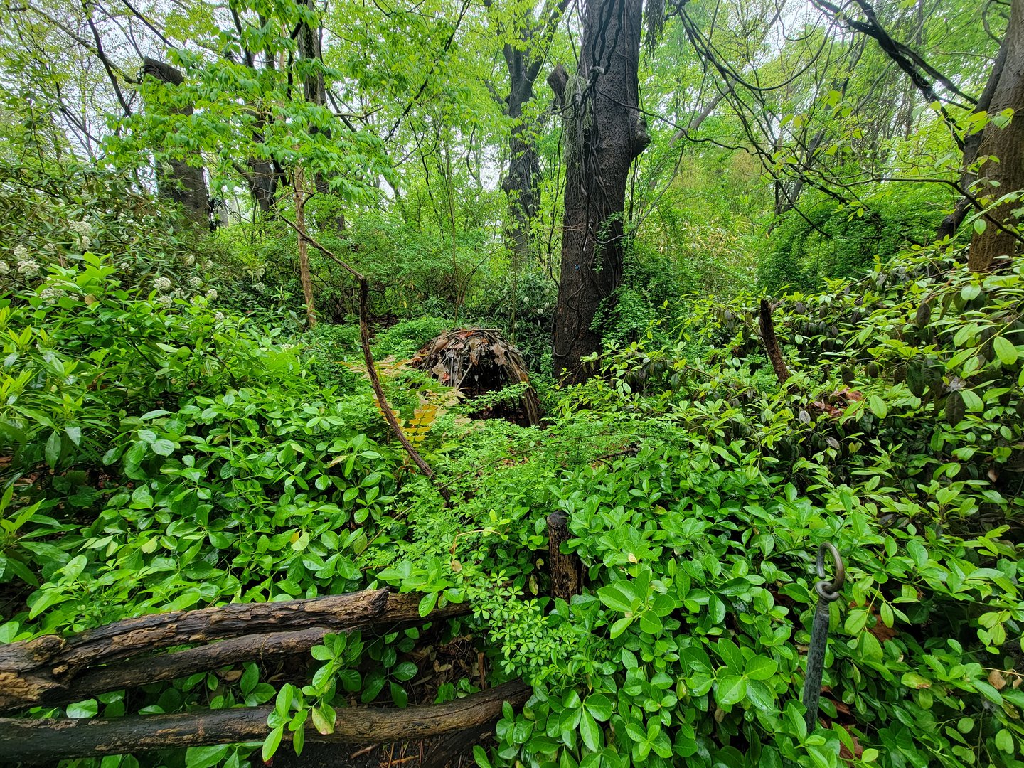 Bronx - Congo, hut decoration hidden in vegetation