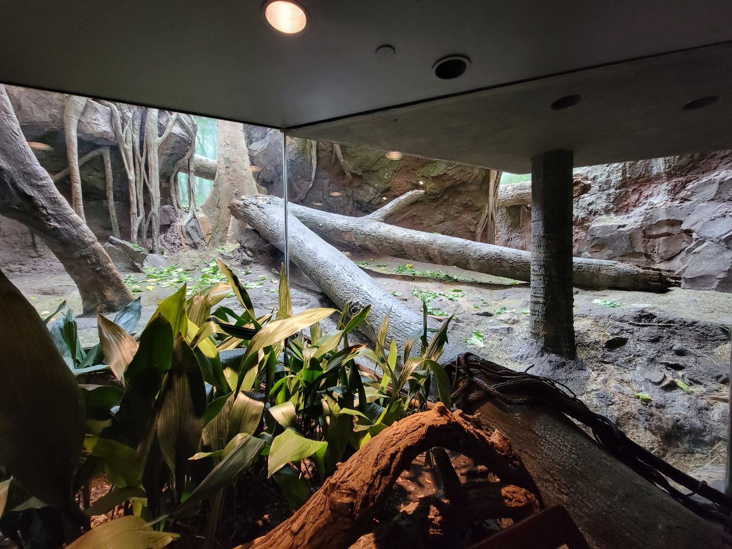 Bronx - Congo, indoor gorilla viewing spot