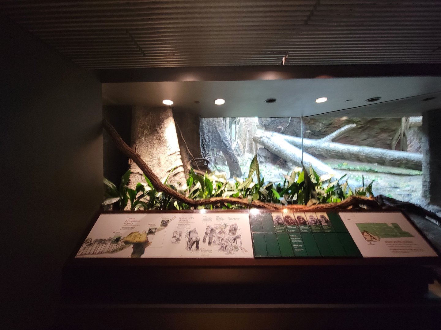 Bronx - Congo, Indoor viewing of gorillas