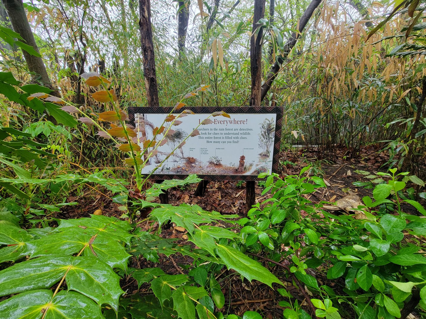 Bronx - Congo, Look everywhere!