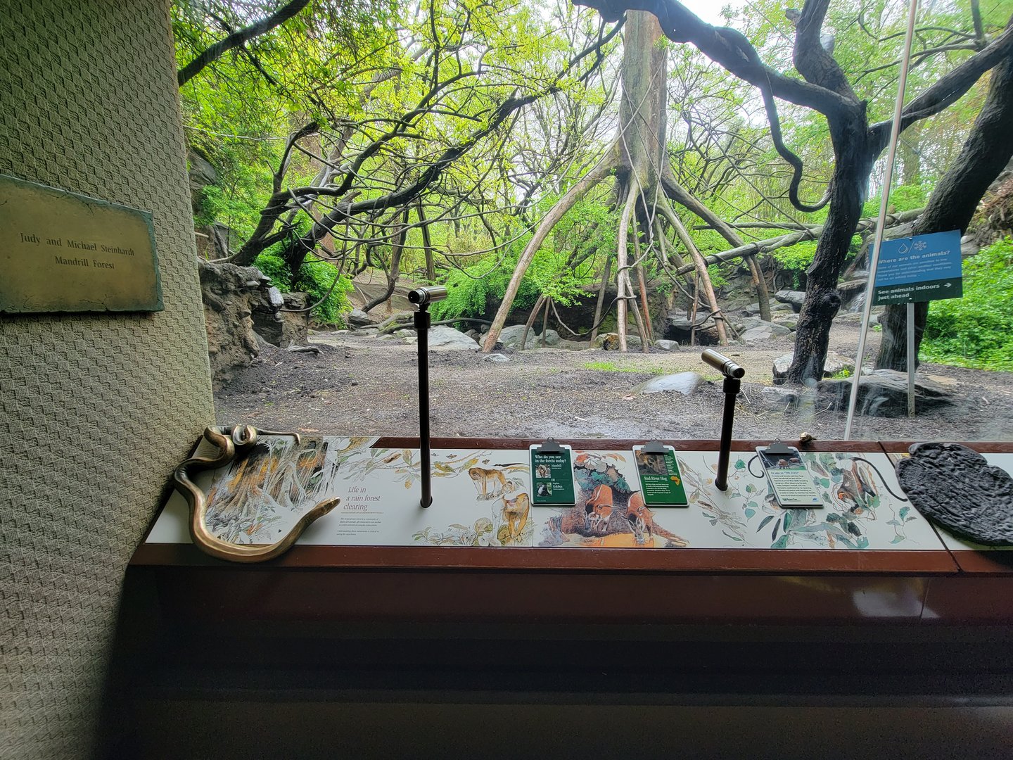 Bronx - Congo, mandrill / angolan colobus / red river hog yard