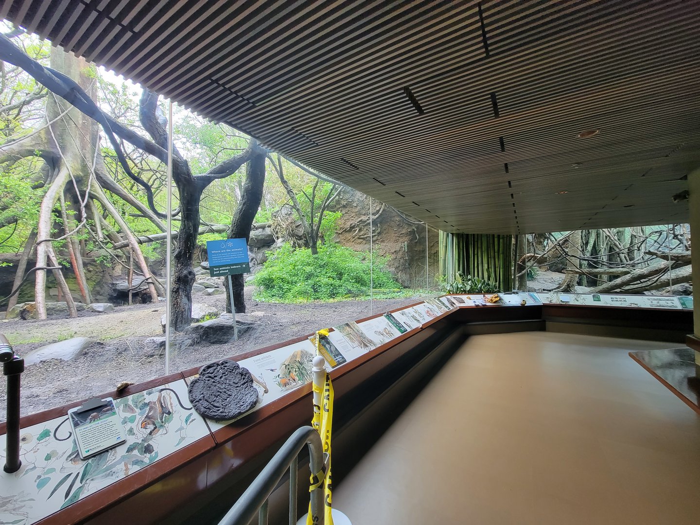 Bronx - Congo, mandrill / angolan colobus / red river hog yard