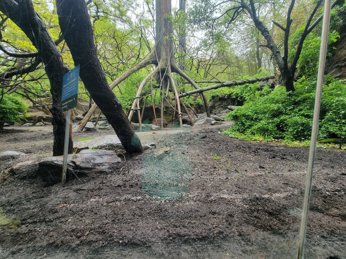 Bronx - Congo, mandrill / angolan colobus / red river hog yard