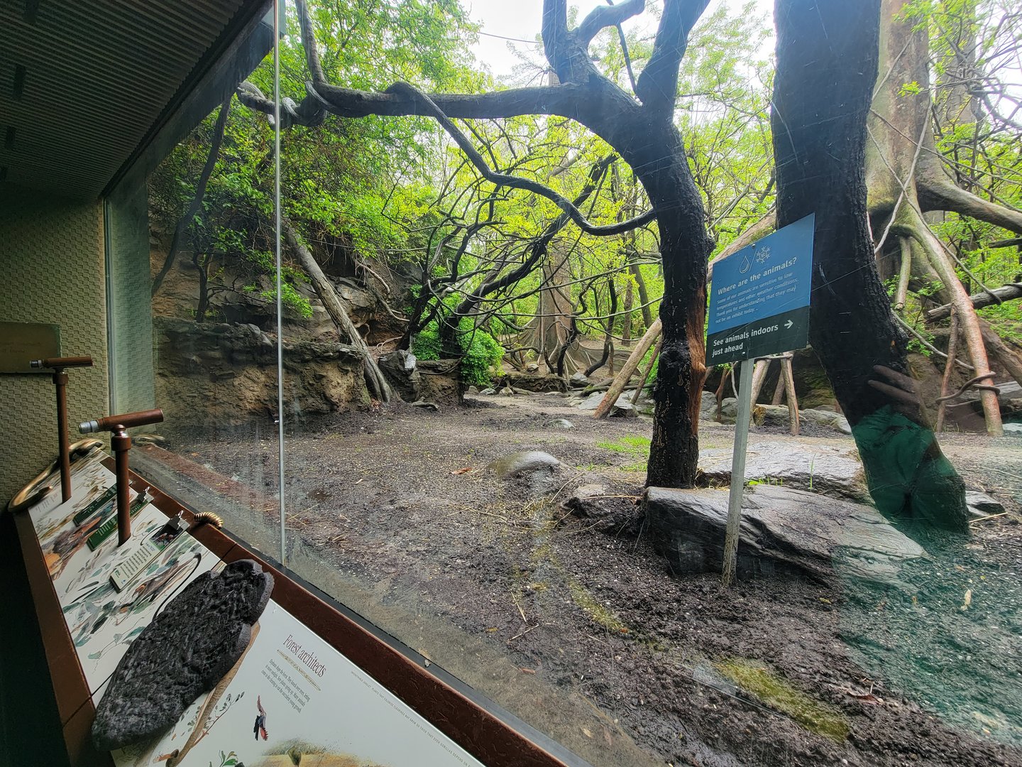 Bronx - Congo, mandrill / angolan colobus / red river hog yard