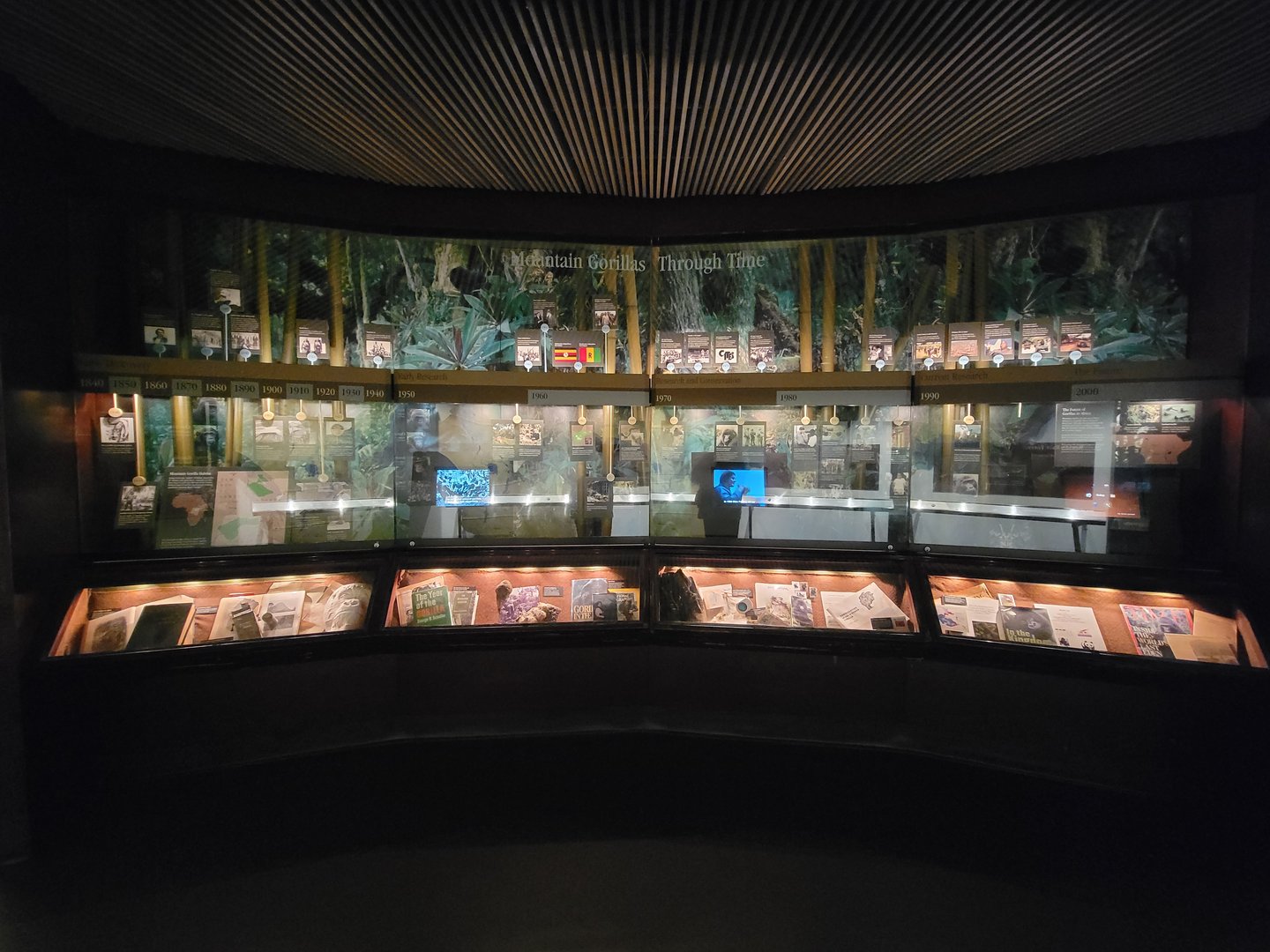 Bronx - Congo, Mountain Gorillas Through Time