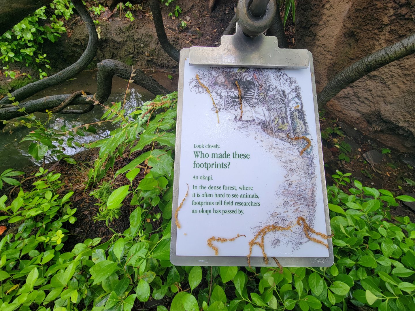 Bronx - Congo, Okapi footprints sign