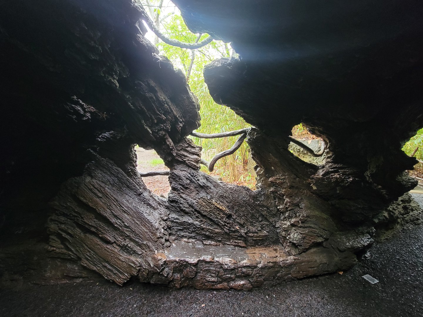 Bronx - Congo, Okapi viewing windows in walk-through fallen tree