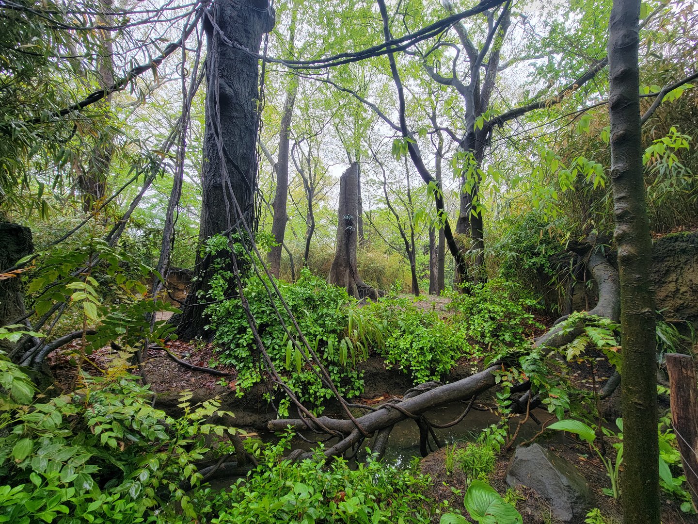 Bronx - Congo, Okapi yard