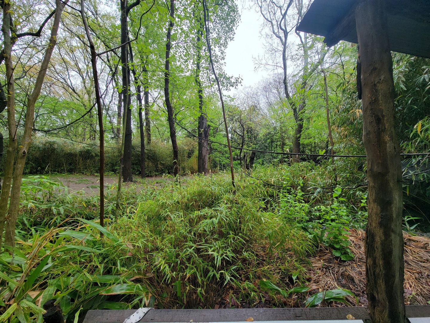 Bronx - Congo, Okapi yard