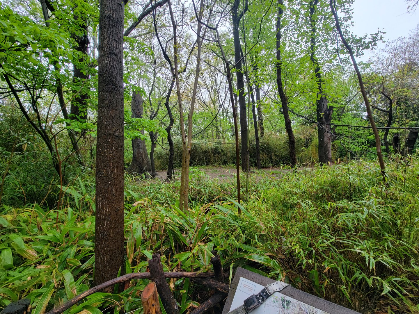 Bronx - Congo, Okapi yard