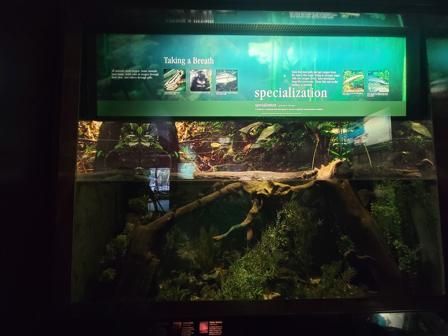 Bronx - Congo, ornate bichir, banded bushfish, panther bushfish