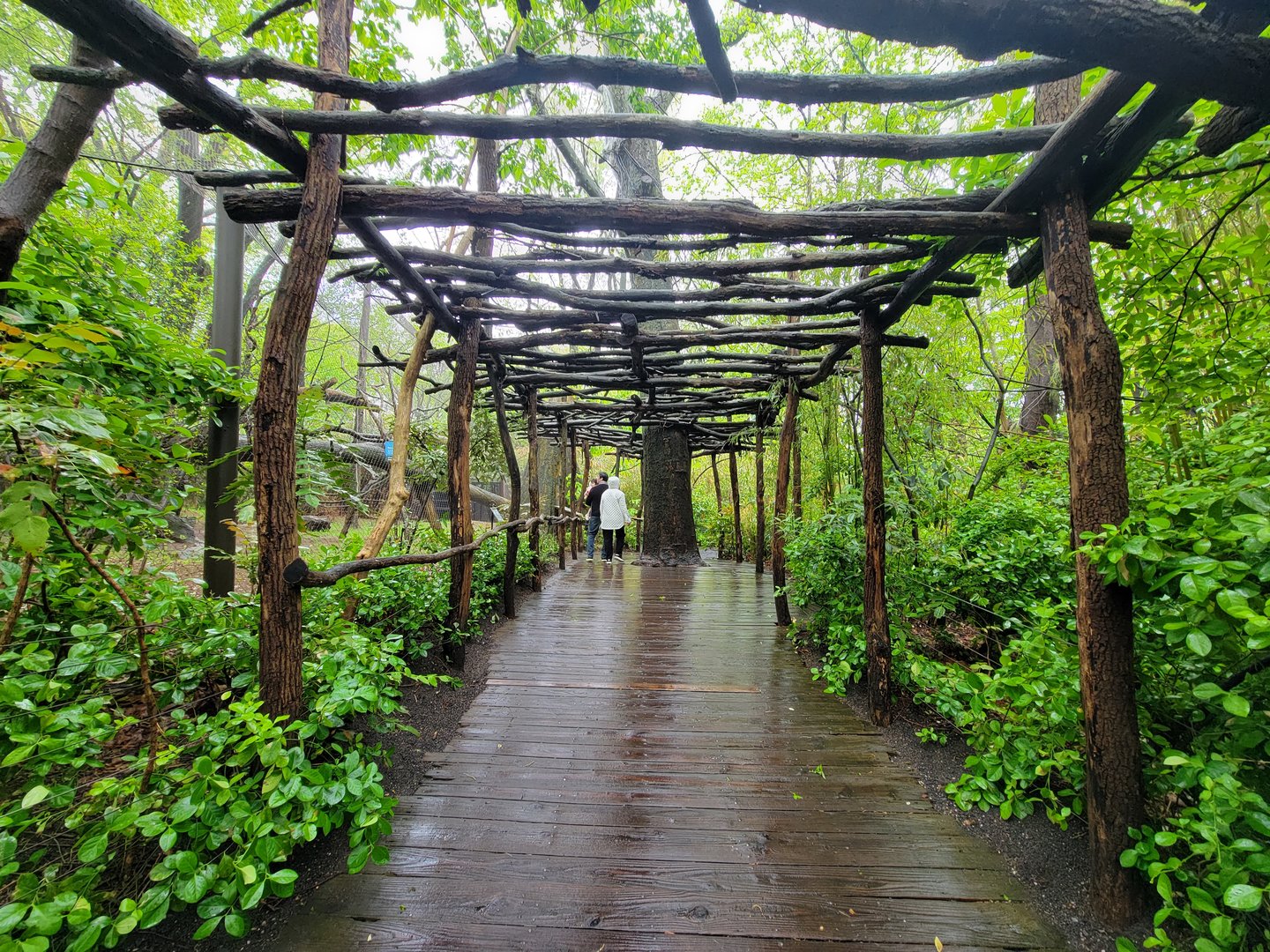 Bronx - Congo, path in front of Angolan Colobuses