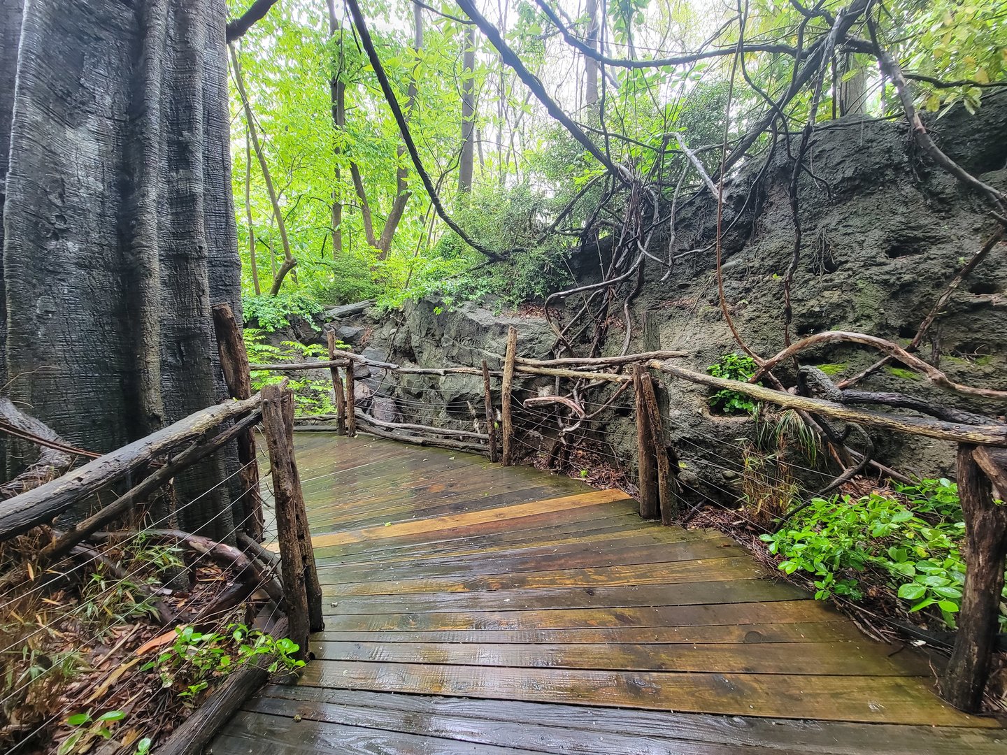 Bronx - Congo, path to exit