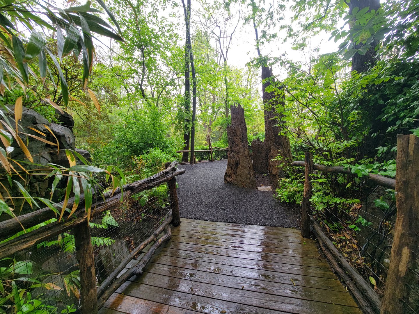 Bronx - Congo, path to exit