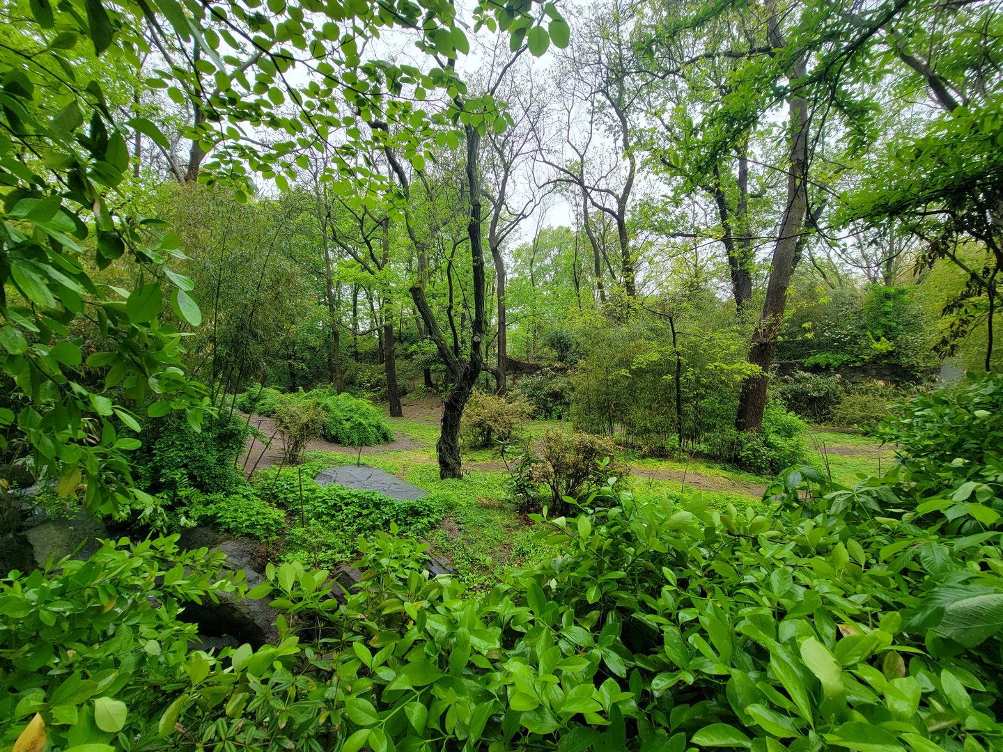 Bronx - Congo, path to exit