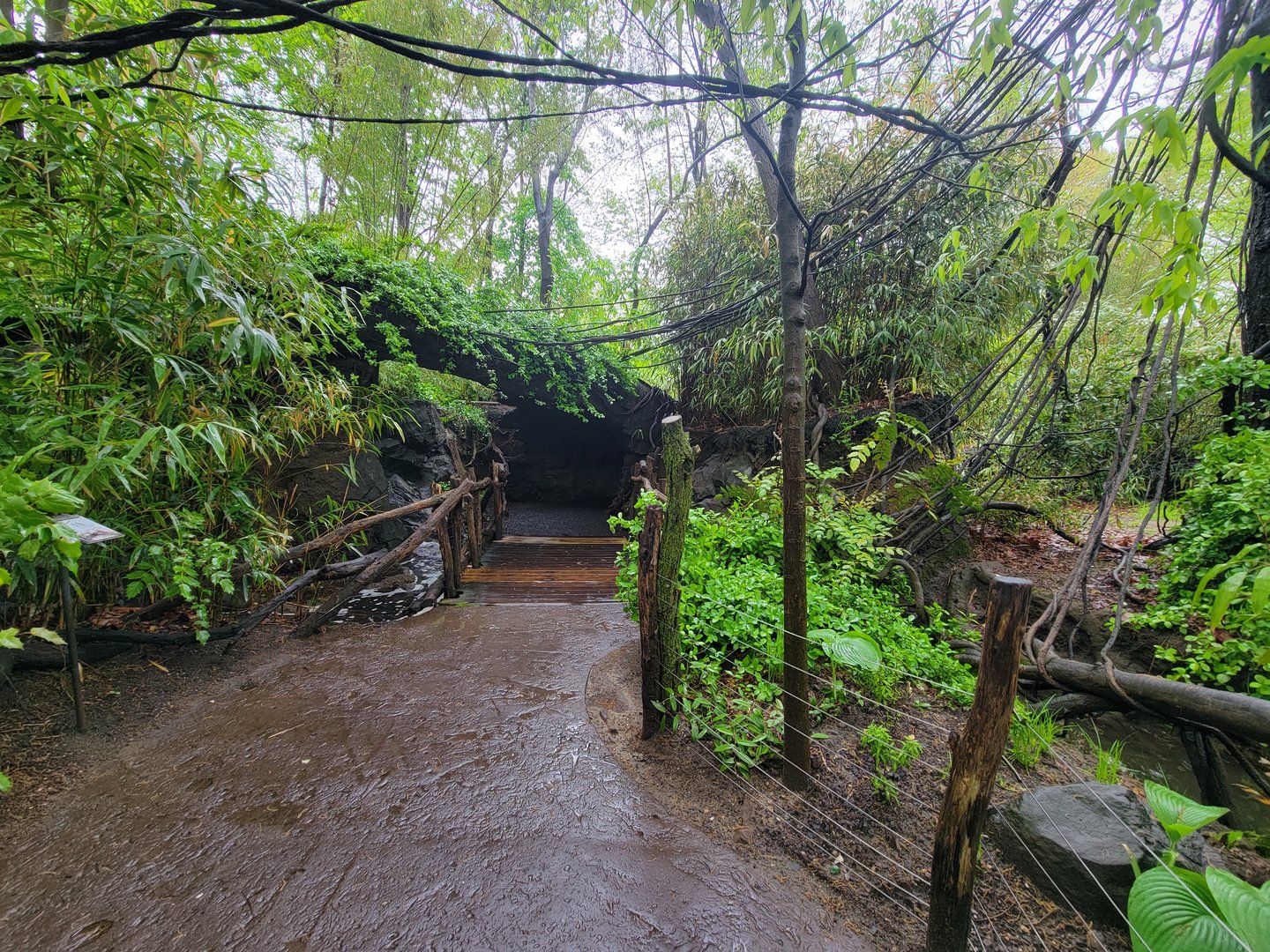 Bronx - Congo, pathway