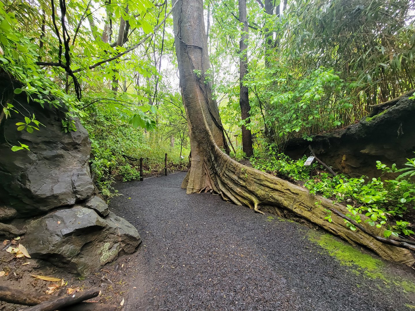 Bronx - Congo, pathway
