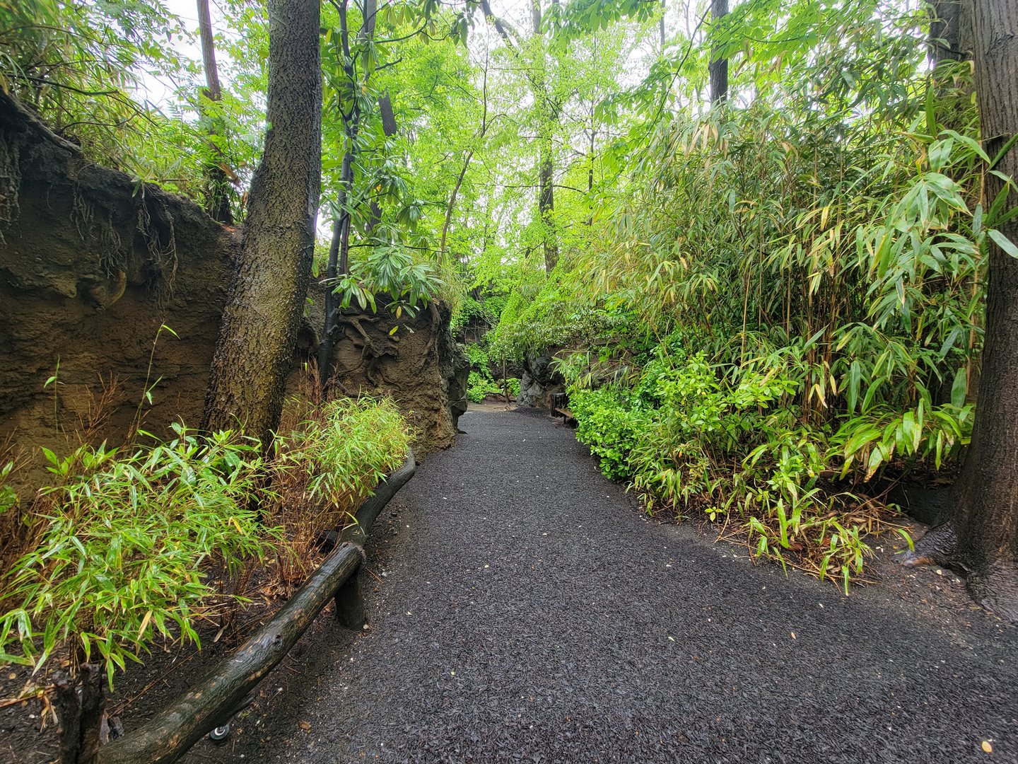 Bronx - Congo, pathway