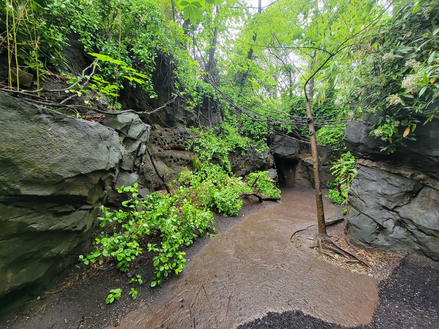 Bronx - Congo, pathway