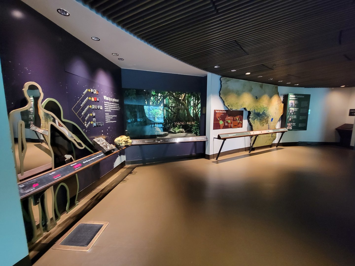 Bronx - Congo, Pygmy marmosets behind the Great Apes Gallery rotunda