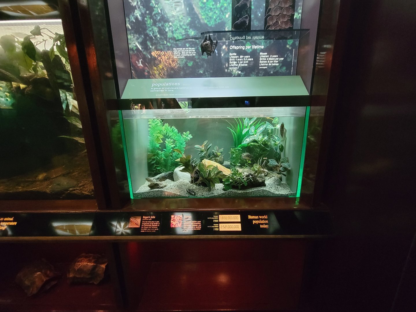 Bronx - Congo, Regan's Julie