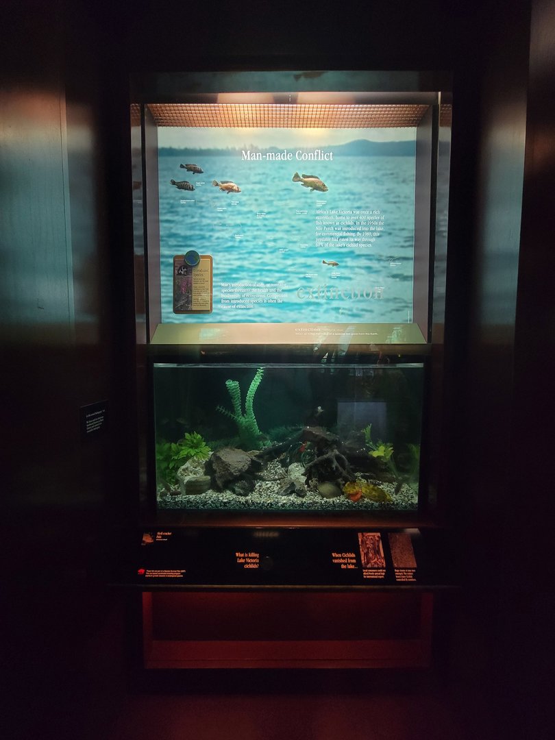 Bronx - Congo, shell-cracker fulu