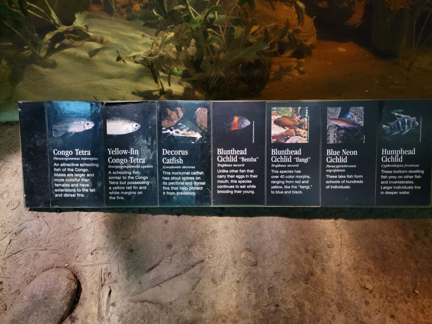 Bronx - Congo, species in central tank