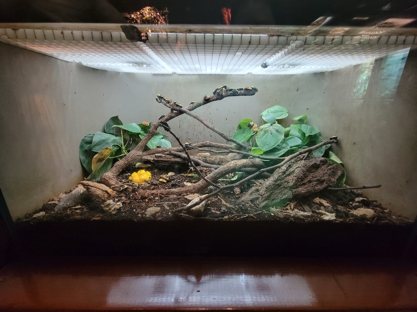 Bronx - Congo, sun beetles