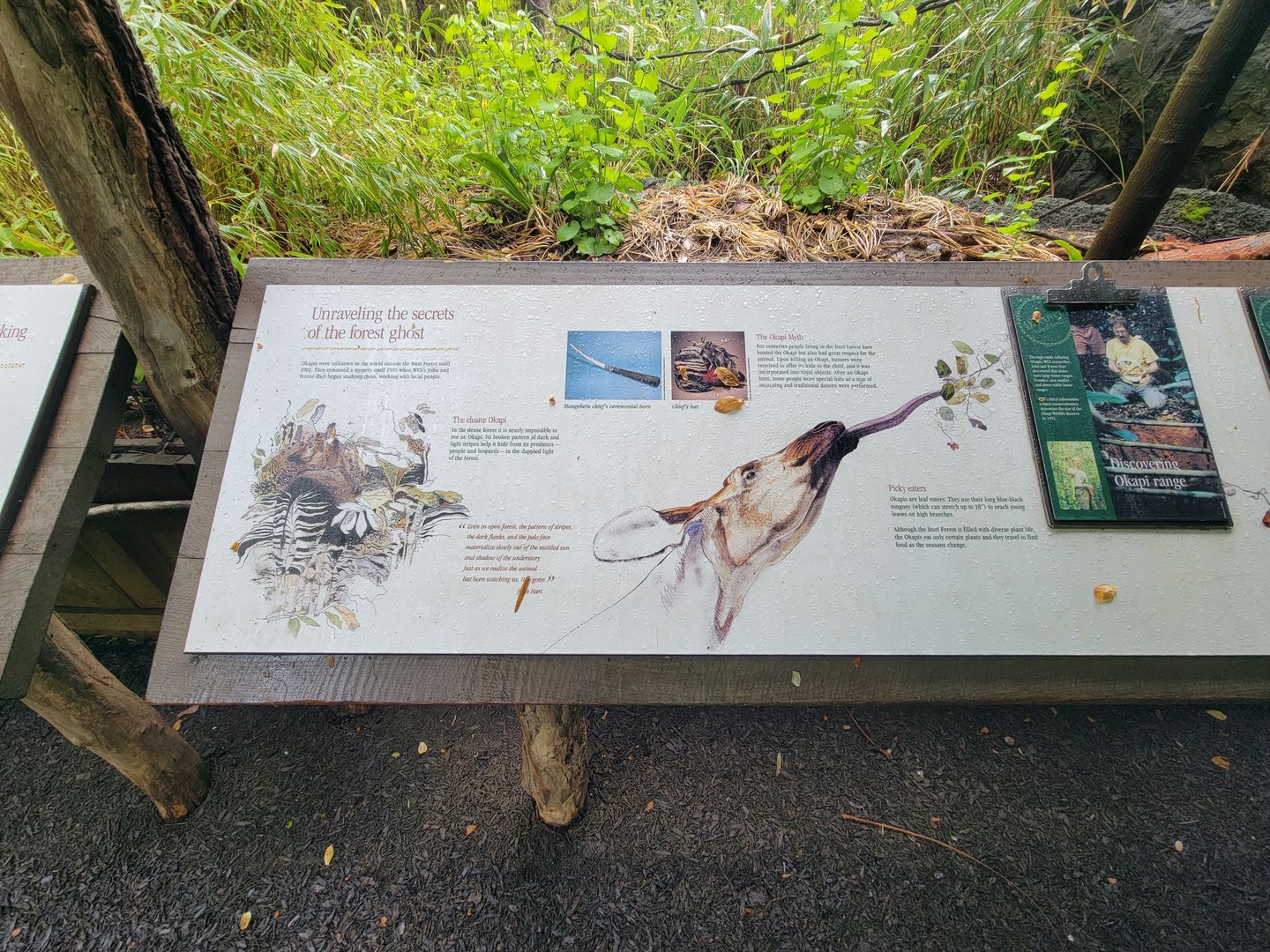 Bronx - Congo, the secrets of the forest ghost (okapi)