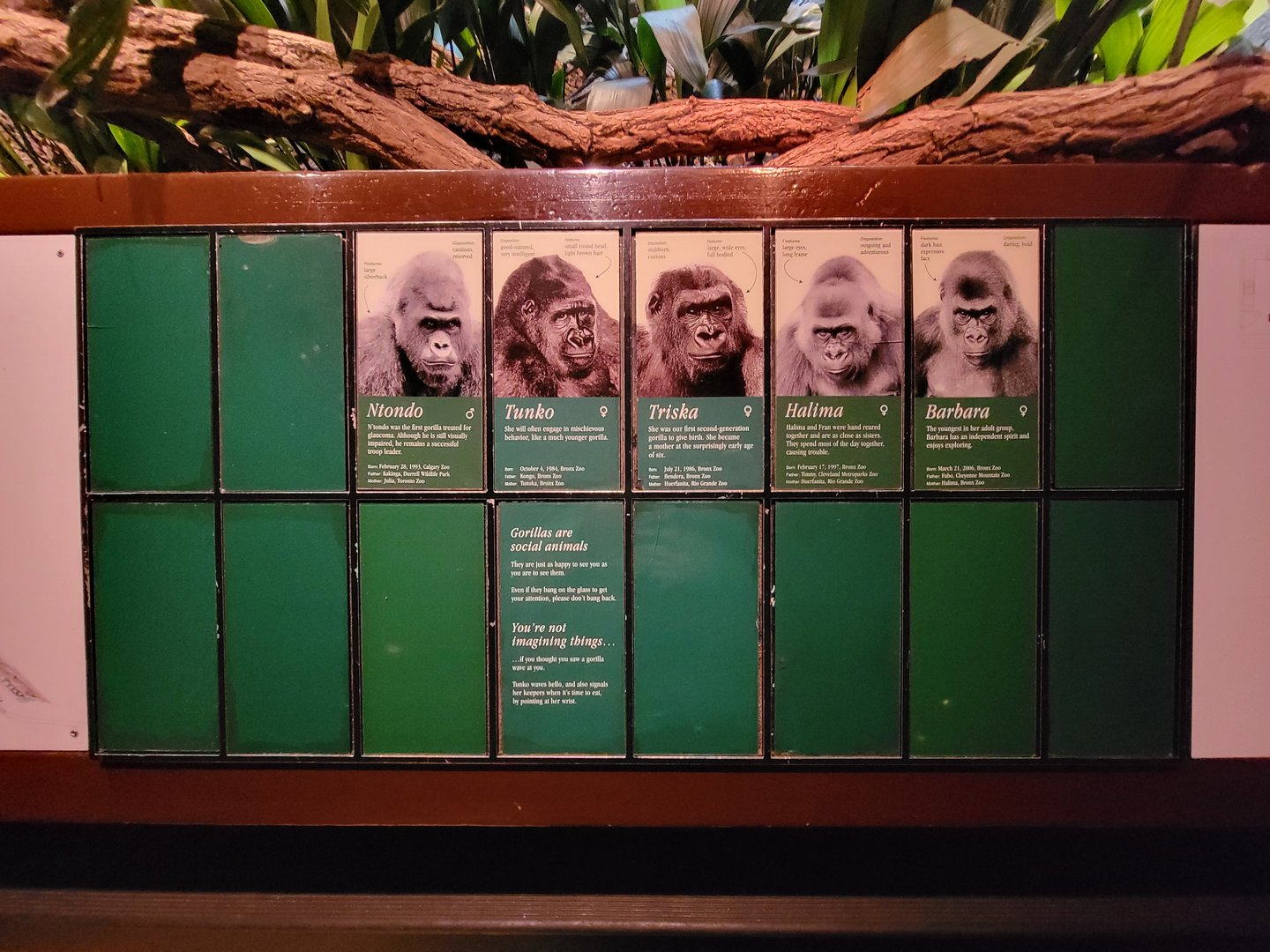 Bronx - Congo, Troop info