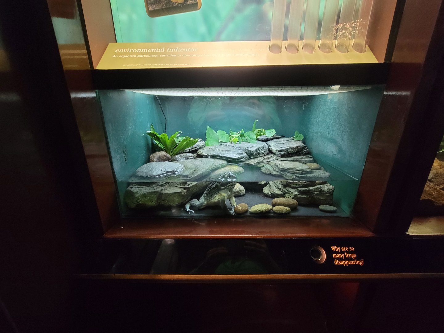 Bronx - Congo, unsigned African bullfrog