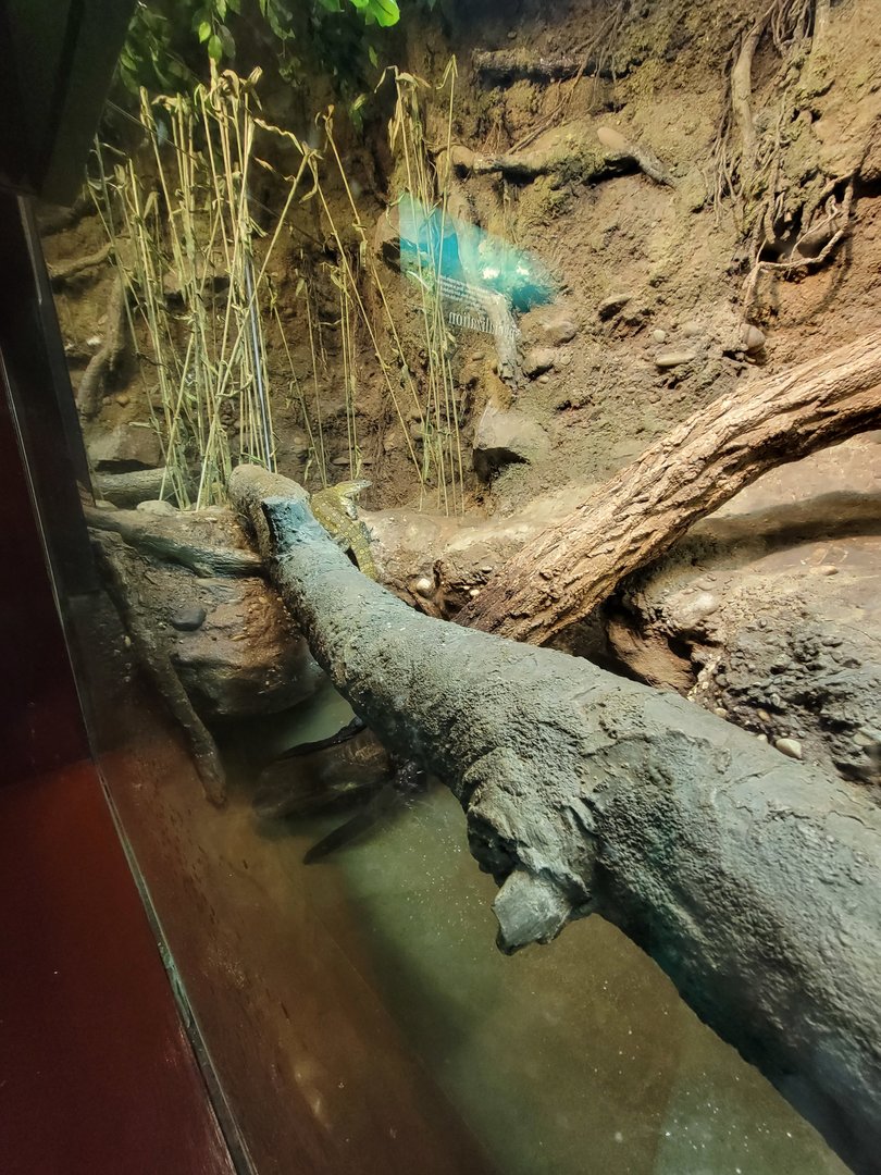Bronx - Congo, unsigned water monitor