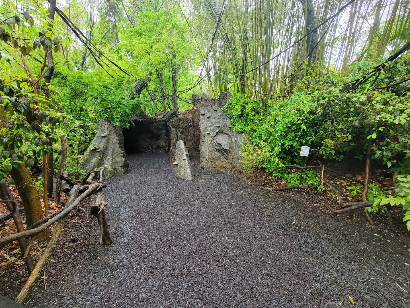 Bronx - Congo, Walk-through fallen tree